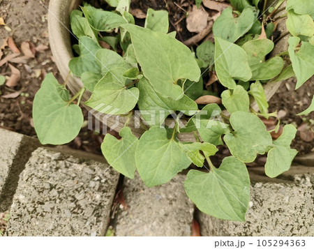 植物 工場 プランツ 105294363