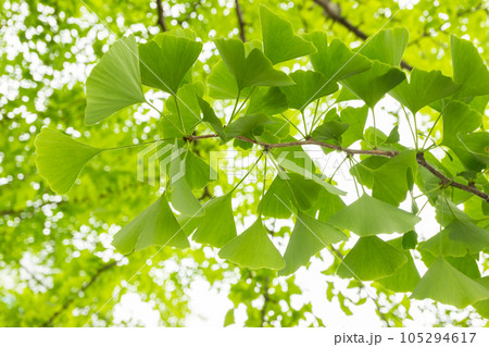 Ginkgo leaves with the branch of the ginkgo tree in the morning sunlight 105294617