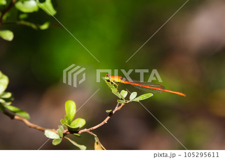 Common Orange Citril Damselfly On Leaf (Ceriagrion glabrum) Common Orange Citril Damselfly On Leaf (Ceriagrion glabrum) 105295611