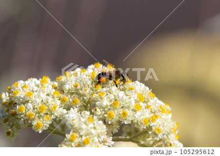 Cape Honey Bee (Apis mellifera capensis) Collecting Pollen On Everlasting Flowers 105295612