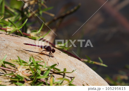 Violet Dropwing Dragonfly On Lakeside Rock (Trithemis annulata) 105295615