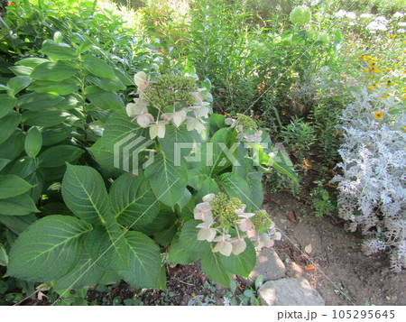 白色の手毬咲きの花は額紫陽花の花 白色の手毬咲きの花は額紫陽花の花 105295645