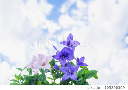 夏の空と桔梗の花 夏の空と桔梗の花 105296309