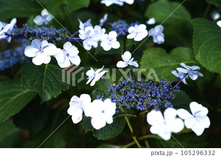 白色と青色の紫陽花(ガクアジサイ) 白色と青色の紫陽花(ガクアジサイ) 105296332