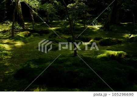 苔と木漏れ日 105296690