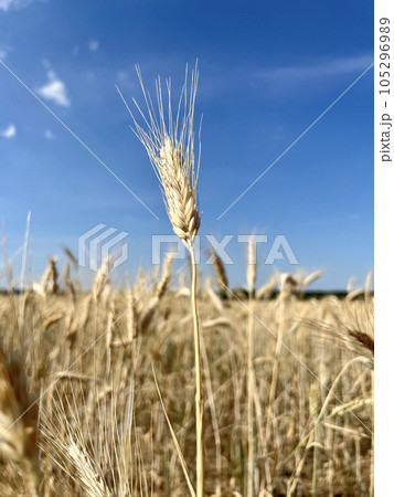 Close-up of wheat ears, a field of wheat on a summer day. Harvesting period. Spikelets of wheat on a wheat field. Selective focus. 105296989