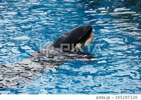名古屋港水族館のシャチ 名古屋港水族館のシャチ 105297120