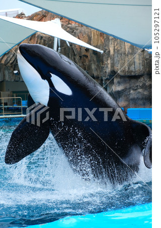 名古屋港水族館のシャチ 105297121