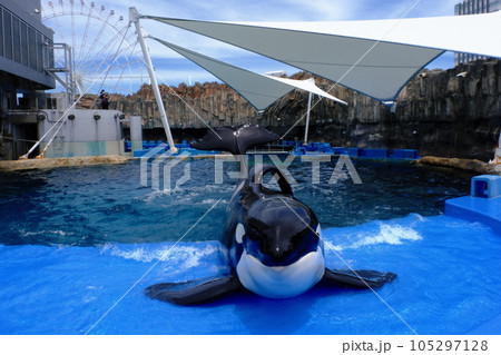 名古屋港水族館のシャチ 105297128