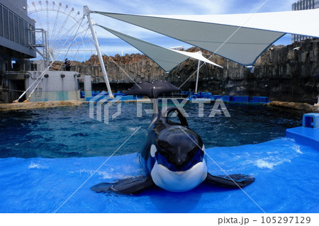 名古屋港水族館のシャチ 105297129