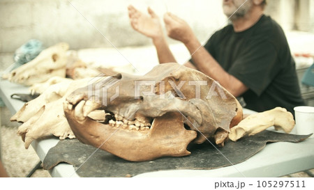 Unknown archaeologist lecturer and ancient animal skull for demonstration purposes 105297511
