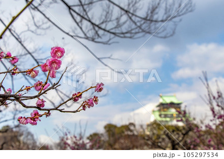 大阪城公園の梅 大阪城公園の梅 105297534