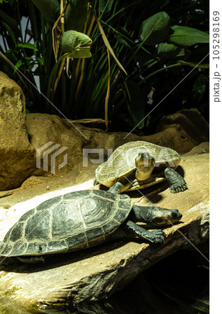 Arrau turtle Podocnemis expansa, South American Amazon river turtle. 105298169