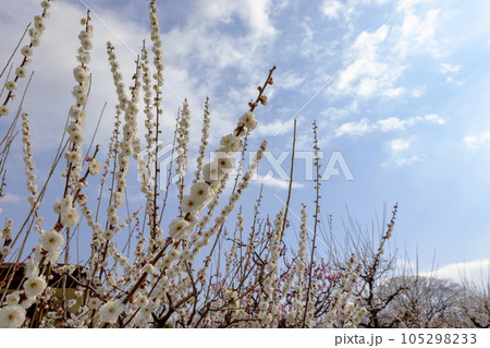 白い梅の花 白い梅の花 105298233