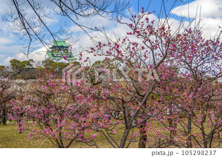 大阪城公園の梅林 105298237