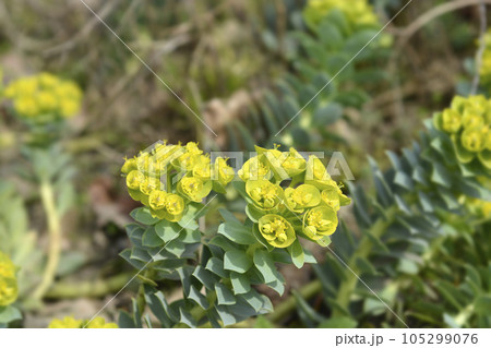 Myrtle spurge Myrtle spurge 105299076
