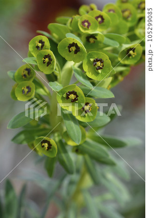 Spurge Black Pearl 105299085