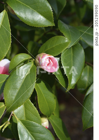 Camellia 105299090