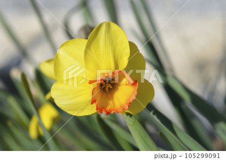 Large Cupped Daffodil Bantam 105299091