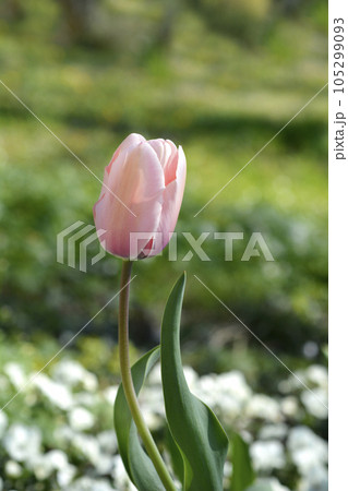 Tulip Salmon Impresion Tulip Salmon Impresion 105299093