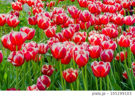 Colorful spring meadow with red and white tulip dutch design flowers 105299103