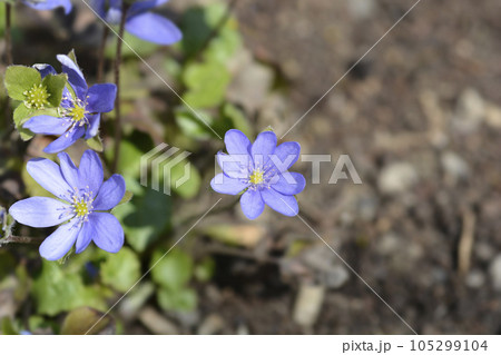 Liverwort 105299104