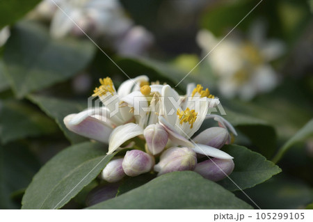 Meyer lemon 105299105
