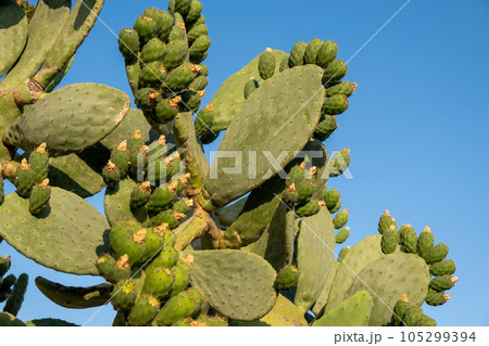 Fresh succulent cactus closeup on blue sky. Green plant cactus with spines and dried flowers. Large green cactus close-up with young shoots. 105299394