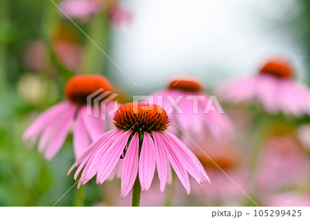 満開のエキナセア 105299425