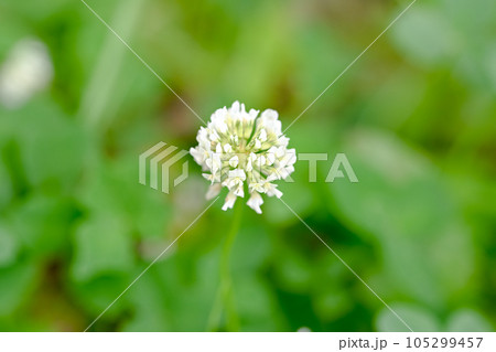 シロツメクサ シロツメクサ 105299457
