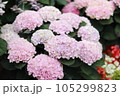 カラフルな紫陽花 105299823