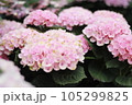 雨に濡れたピンクの紫陽花 105299825
