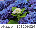 梅雨に咲く紫陽花 105299826
