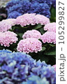 梅雨の晴れ間に咲く紫陽花 105299827