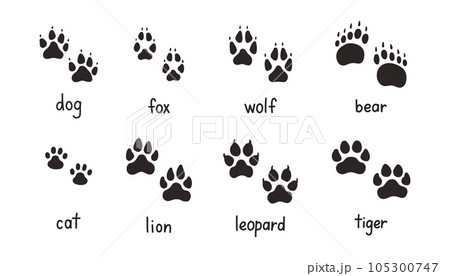 Animal paw prints set, vector different animals footprints. Dog fox wolf bear cat lion leopard tiger Animal paw prints set, vector different animals footprints. Dog fox wolf bear cat lion leopard tiger 105300747