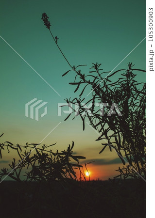 Sunset, silhouette of a branch of a lavender plant against the background of the setting sun and beautiful sky, evening Sunset, silhouette of a branch of a lavender plant against the background of the setting sun and beautiful sky, evening 105300903