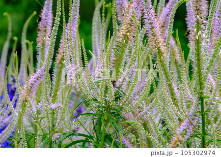 Veronicastrum virginicum 'Adoration' blooming in springtime. 105302974