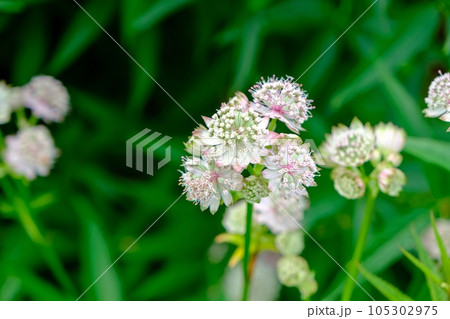 great masterwort, Astrantia major, flower in the mountain in spring. 105302975