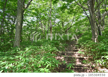栃木県那須町湯元周辺の自然研究路の風景 105304550