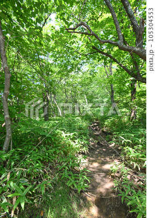 栃木県那須町湯元周辺の自然研究路の風景 105304553