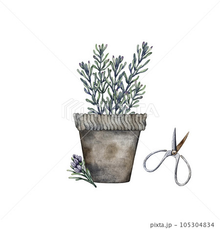 Composition of branches of rosemary. High quality watercolor illustration Composition of branches of rosemary. High quality watercolor illustration 105304834