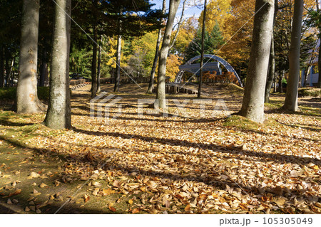 紅葉と落ち葉 105305049