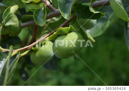 実り始めた青い柿 庄内柿 105305428