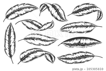 Tropical leaves hand drawn set. Minimalistic abstract exotic branches isolated on white background. Trendy botanical engraving black line art. Banana palm leaf in sketch graphic doodle style 105305810