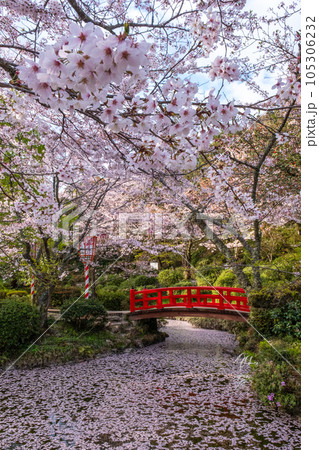 桜満開の打吹公園（倉吉市） 105306232