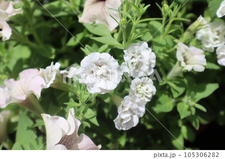 ペチュニアシャトーとペチュニアインカの寄せ植え ペチュニアシャトーとペチュニアインカの寄せ植え 105306282