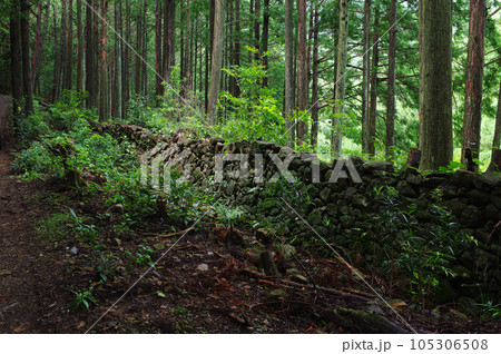 森に埋もれていく荷坂峠の猪垣 105306508