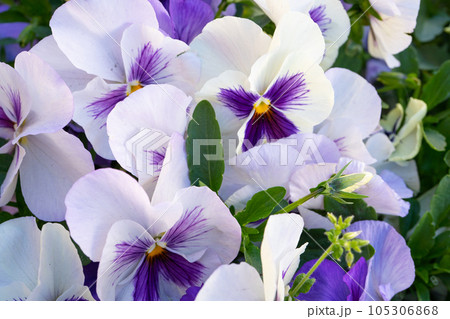 Purple Violet Pansies, Tricolor Viola Close up, Flowerbed with Viola Flowers, Heartsease, Johnny Jump 105306868