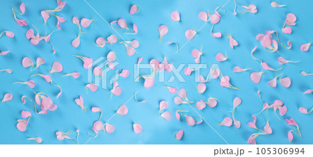 Pink Carnation Petals Texture, Dianthus or Schabaud Background 105306994