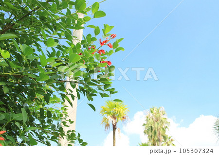 青空に咲くカイコウズ 105307324